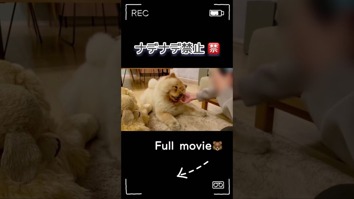 No touching!!　#shorts #chowchow #dog #puppy #チャウチャウ #もふもふ #動物 #子犬 #犬