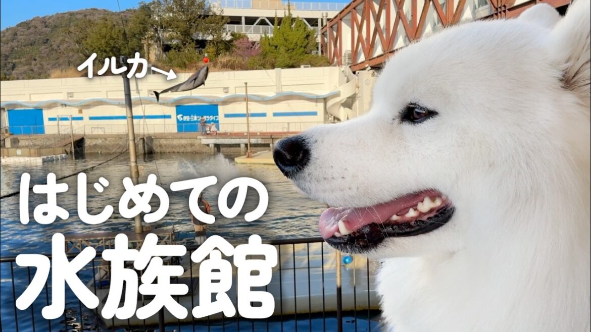 愛犬と行ける水族館ではじめて見る生き物たちに意外な反応をみせる犬がかわいすぎました… 愛犬と行ける水族館ではじめて見る生き物たちに意外な反応をみせる犬がかわいすぎました…