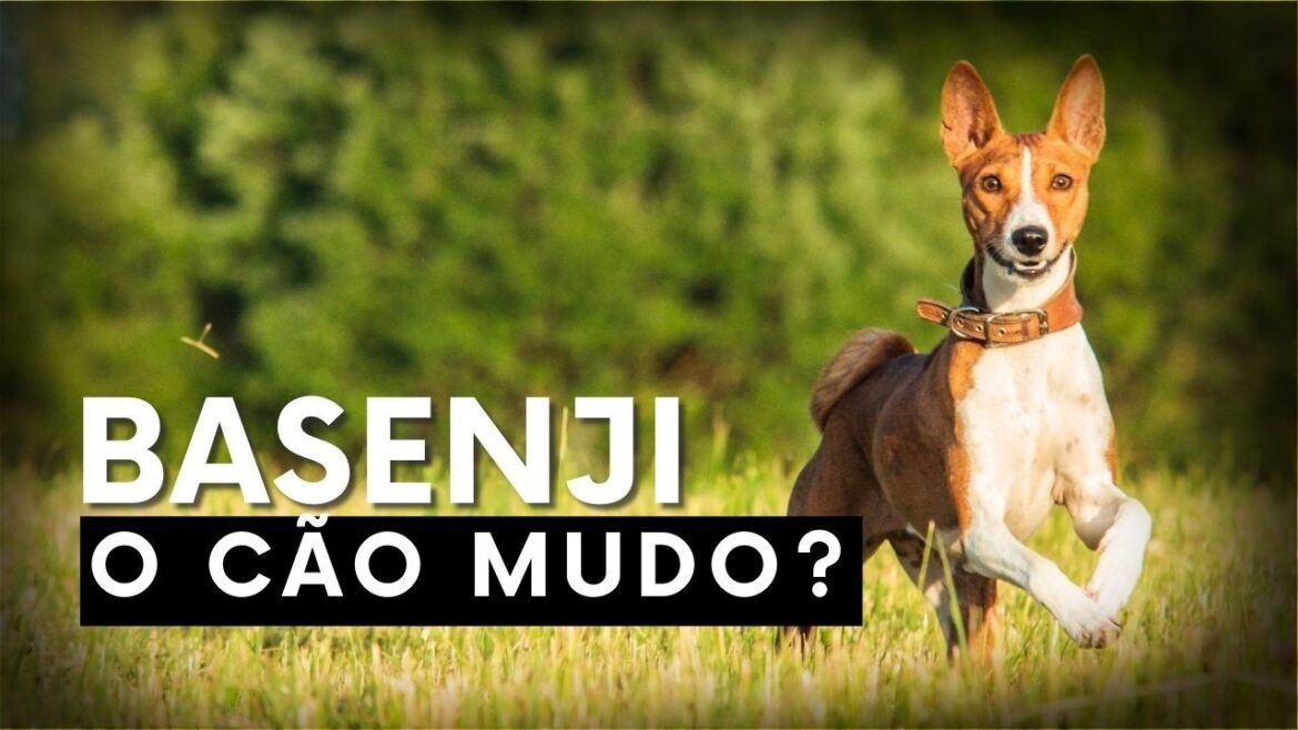 Raça Basenji: Origem, Características e Cuidados
