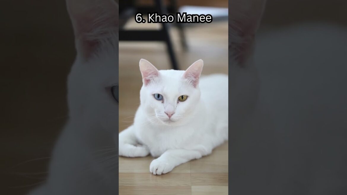 Top 10 Unique Cat Breeds #shorts #shortsvideo #shortsfeed #top10 #cat #cats #catlover #PetLovers