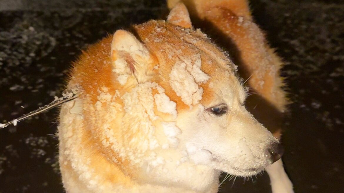 最強寒波にイキってさんぽに行くも、とんでもない吹雪に遭遇し全身雪だるまになってしょんぼりする柴犬