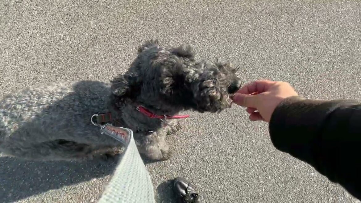 ケリーブルーテリアの”マーフィーくん”と”散歩トレーニング”！