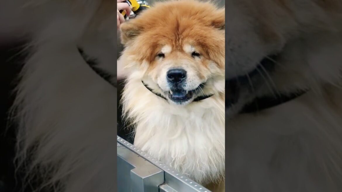 Washing a lion… or a Chow Chow?! #doggroominglife #chowchow #bear #dog #pets #lion #grooming