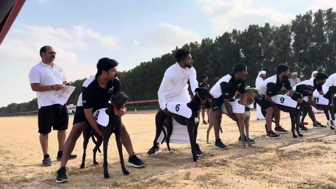 Championship Greyhound & Saluki Racing 2025