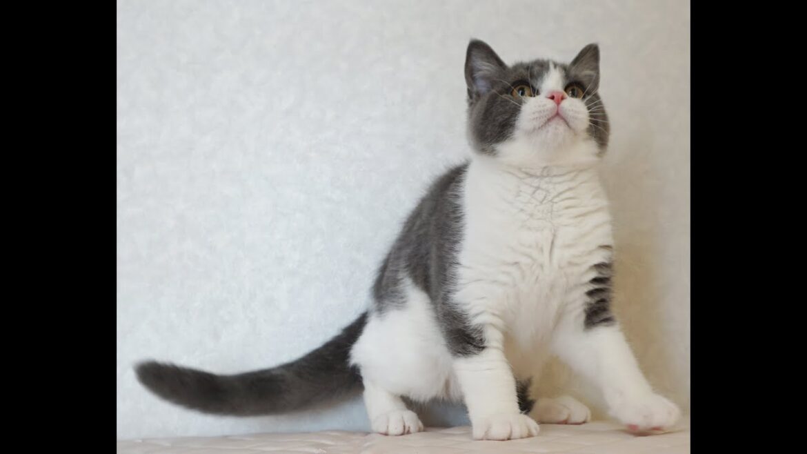 ブリティッシュショートヘアー子猫　British Shorthair　2024.10.18産まれ　ブルー&ホワイト　男の子　シーダキャット猫のお店