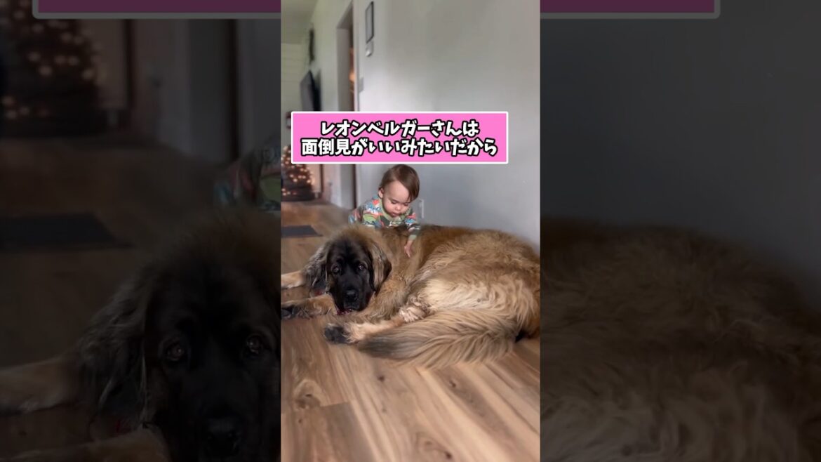 デカ犬さんの動画見て笑ったら寝ろwwwwwwww