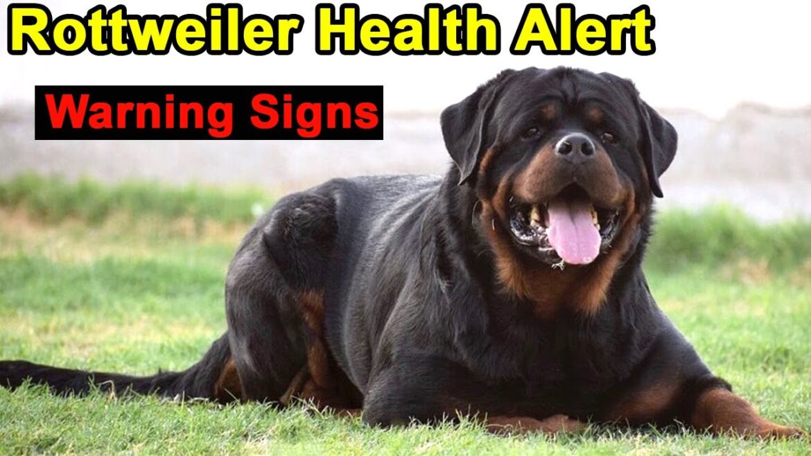 8 Critical Signs that Indicates Your Rottweiler Dog is Dying