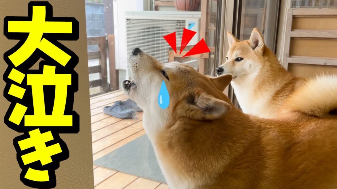 大好きな兄との別れ際、「行かないで」と大泣きしながら引き止める柴犬ちくわが切ない