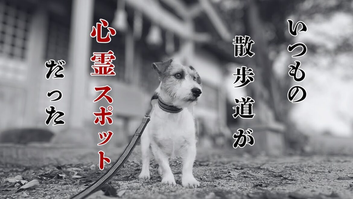 そうとは知らずに心霊スポットをいつも散歩していました そうとは知らずに心霊スポットをいつも散歩していました