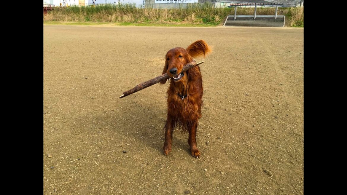 【大型犬が遊ぶ風景】笑顔で棒で遊ぶアイリッシュセターのヴィッツ！Fun with a stick and play Irish Setter
