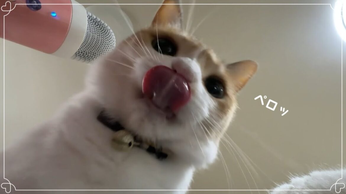 【ASMR】🎧ちゅーるを舐める猫を下から見てみた🐈 Cats licking creamy treats on glass table