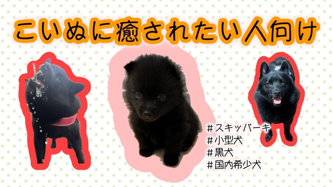 癒し動画　#超希少犬種　#生後1ヶ月の子犬　#schipperke #小型犬との生活
