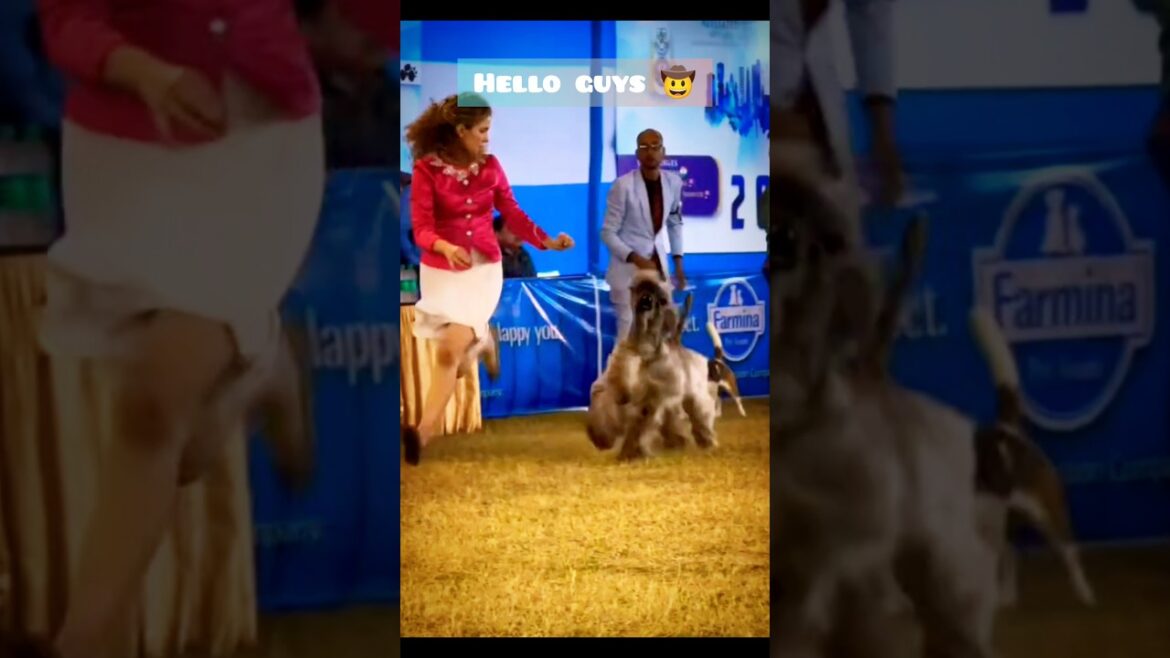 Afghan hound dog show #shorts