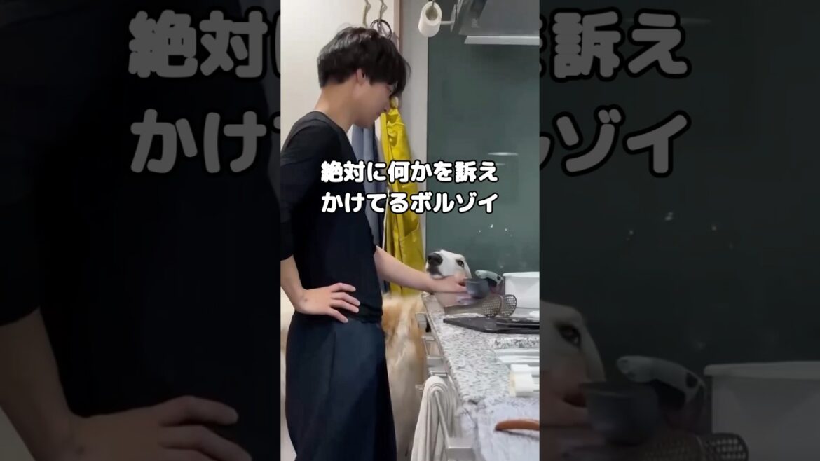 見つめ合うと素直におしゃべり出来ないボルゾイ #ボルゾイ #犬 #shorts
