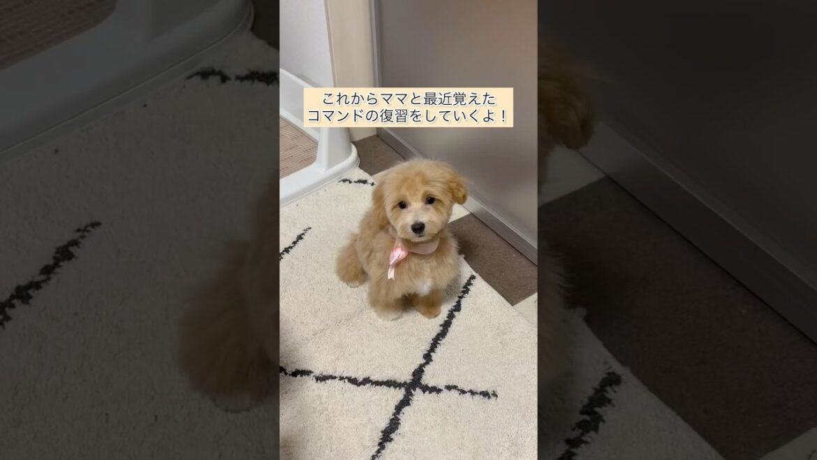 コマンドの復習毎日頑張ってるマルプーの子犬🐶#マルプー #maltipoo #shorts #dogshorts