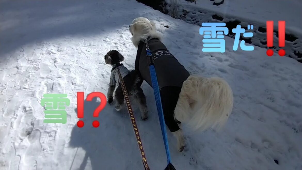 Day862&392 Playing In the Snow⛄️ #goldenretriever #ゴールデンレトリバー #miniatureschnauzer #ミニチュアシュナウザー