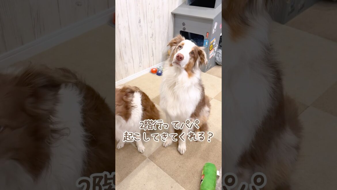 朝パパを起こしに行ってくれる犬達が賢い！！🌞✨【ボーダーコリー・オーストラリアンシェパード】#shorts