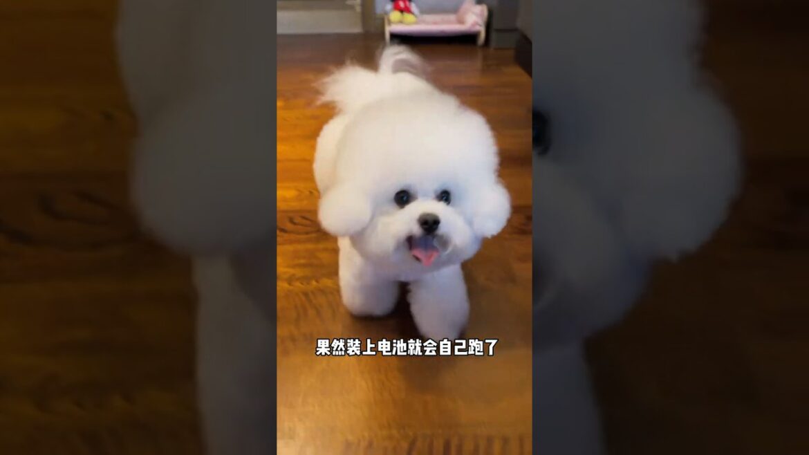 18.Cute Dog. #cutedog #cuteanimals #cutpets #husky