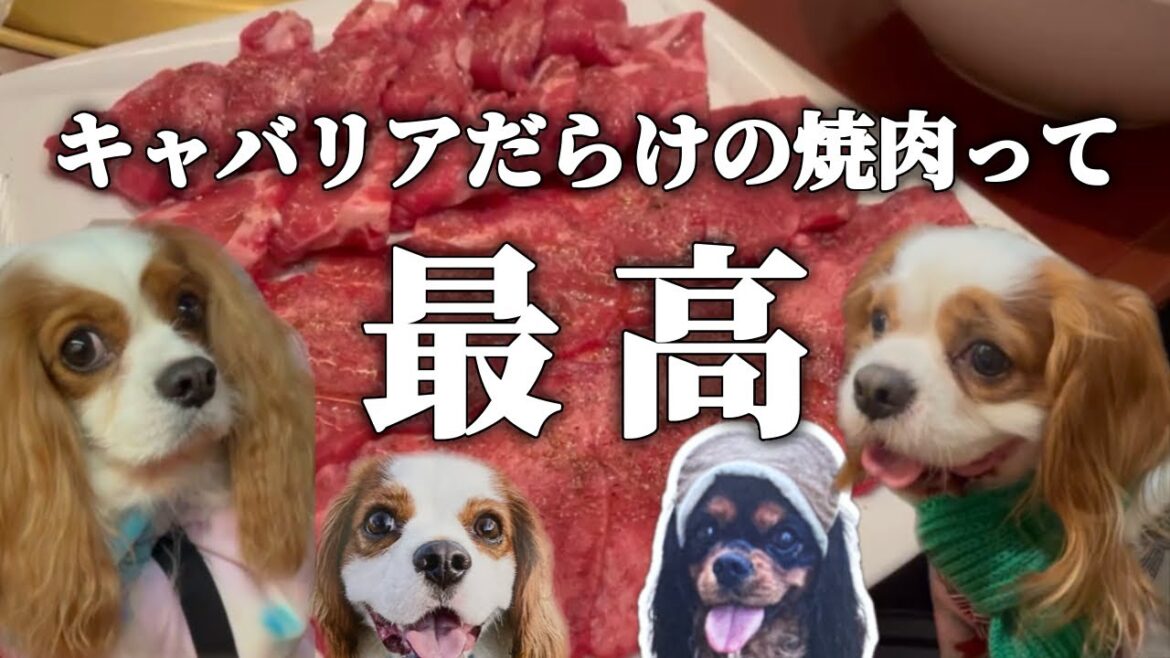 たくさんの可愛いキャバリアに囲まれて食べる焼肉が最高すぎた… たくさんの可愛いキャバリアに囲まれて食べる焼肉が最高すぎた…