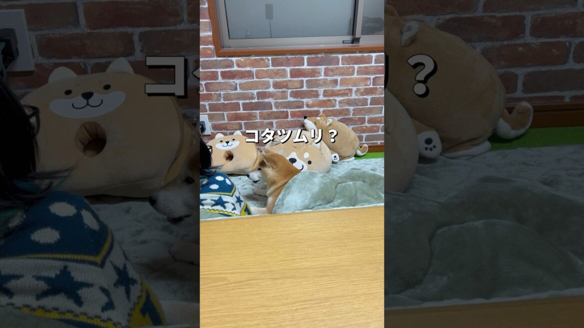 コタツムリ🐌#柴犬 #shiba #shorts