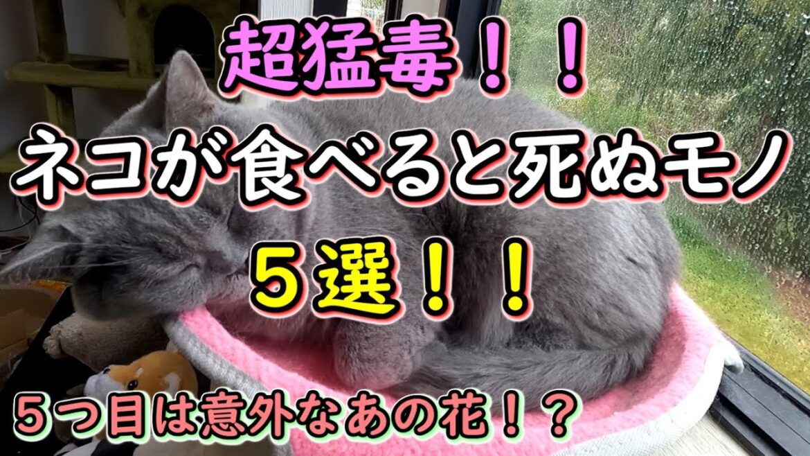 【保護猫】超猛毒！猫が食べると亡くなる危険があるもの５選！！【ねこのいる暮らし】