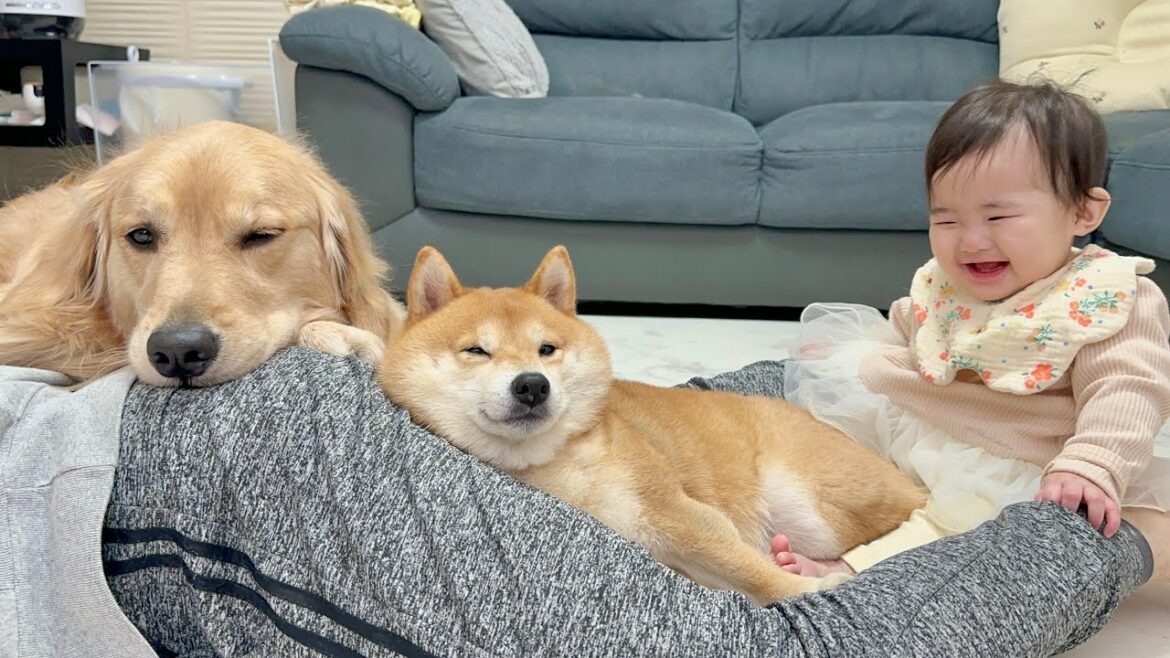 寒くなるとパパの周りで暖を取り始める豆柴とゴールデンレトリバーと赤ちゃんが可愛すぎました...