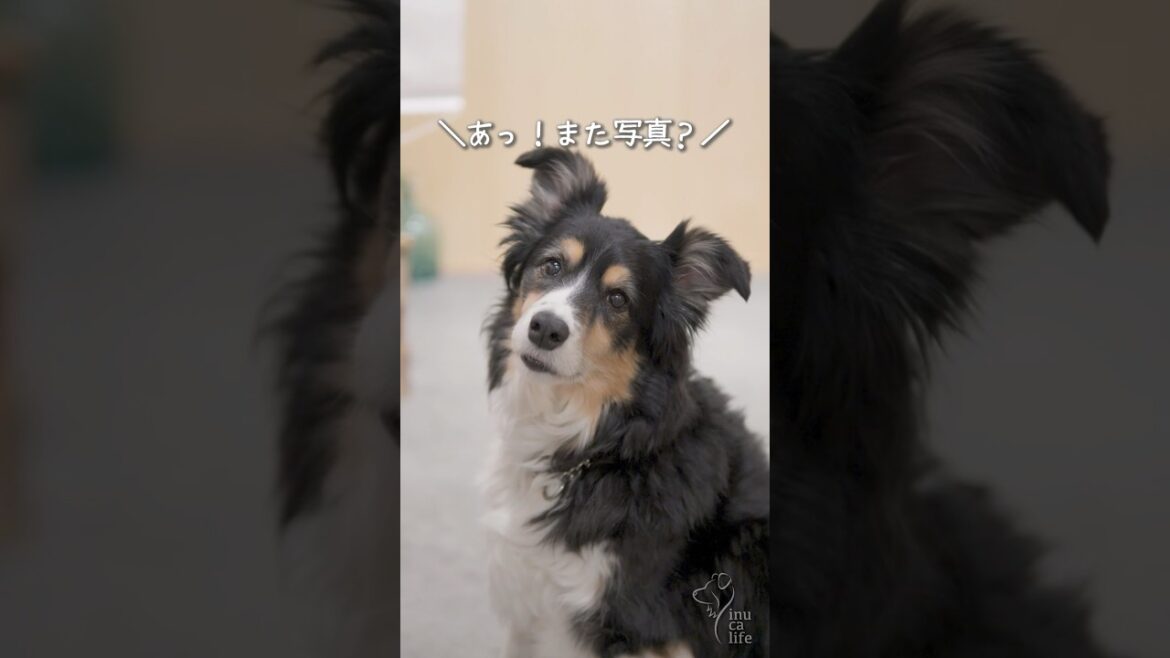 カメラ目線のボーダーコリーが可愛い　#ボーダーコリー #オーストラリアンシェパード #dog