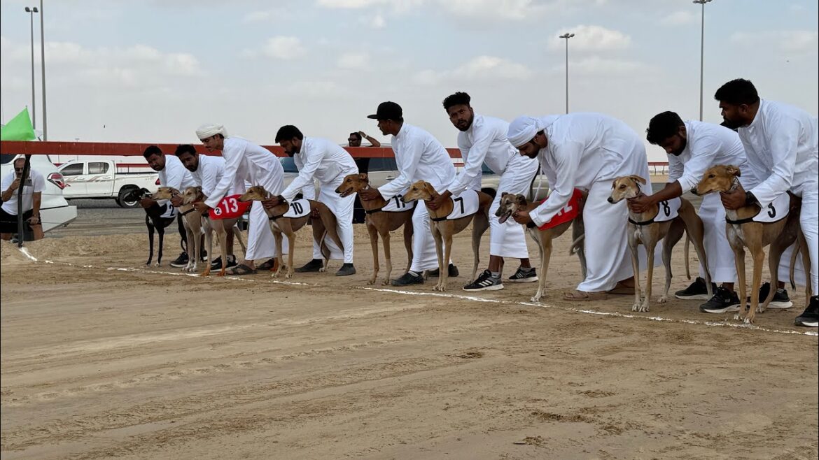 2025 Dubai Championship Race Saluki Female @2km