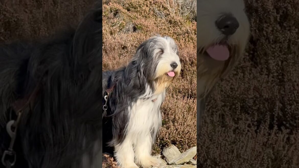 Enjoying the breeze! #beardedcollie #cutedog #ilovemydog  #shorts