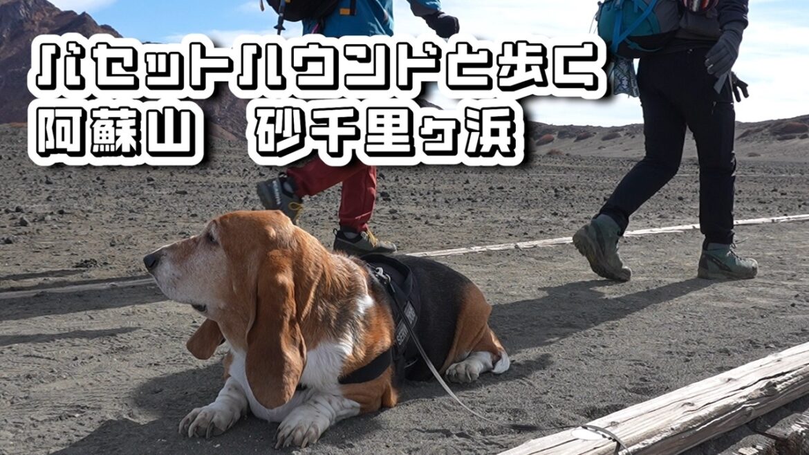 『 阿蘇山 砂千里ヶ浜 』犬連れで歩ける阿蘇山ハイキング