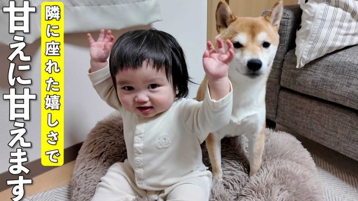 大好きな柴犬の隣に座ろうと挑戦し成功した1歳児！大喜びのあまりまさかの行動にw