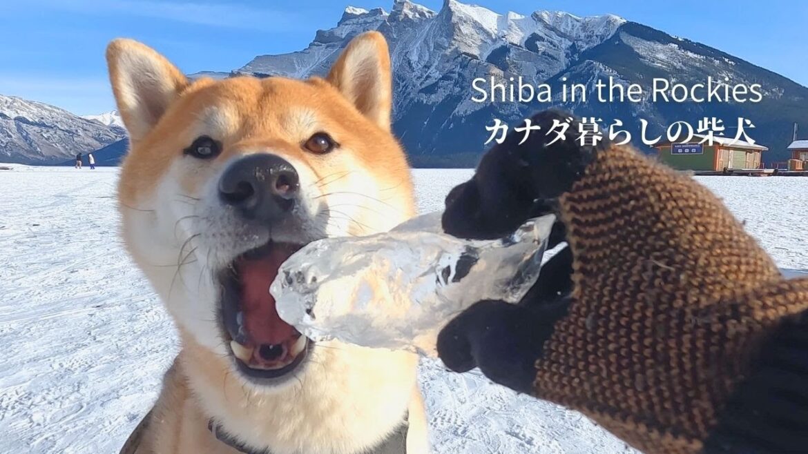 どんな柴犬でも氷の塊を見つけるとウズウズするようです【4K】