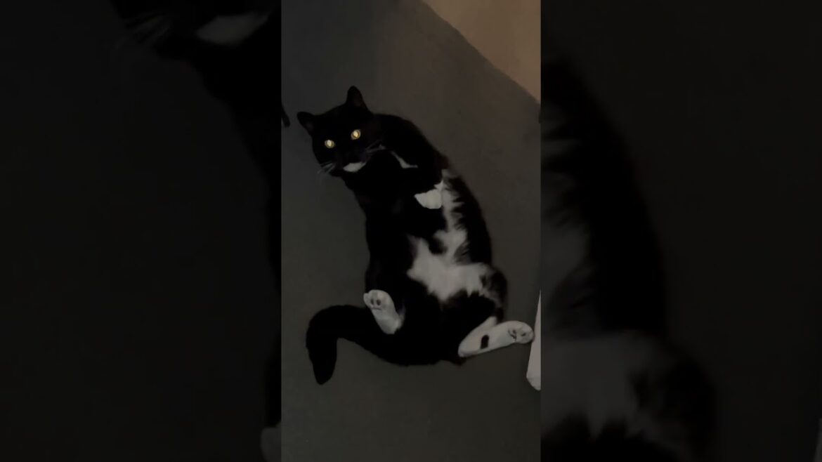 Run to hide #cats #cat #funny #catlover #cute #cutecat #catpawty #cuteanimals #pawty #cutecats