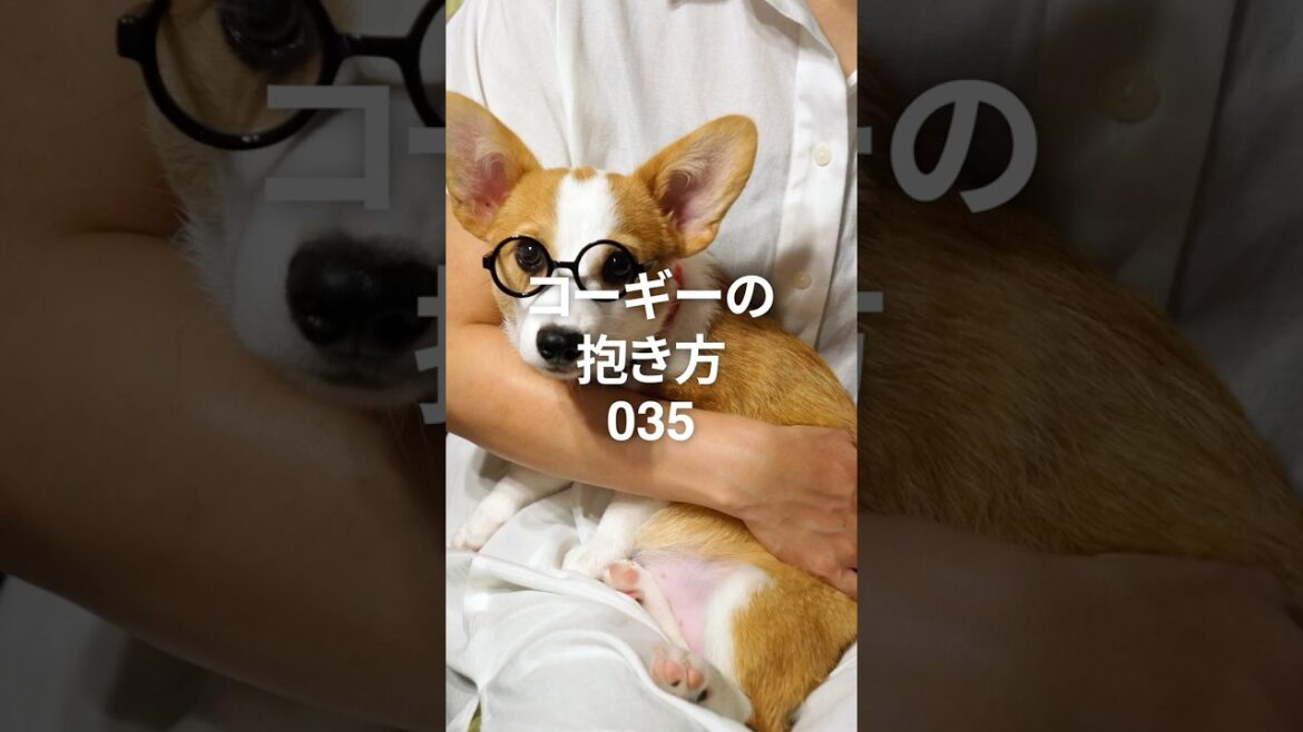 035 コーギー子犬の抱っこ方法 #コーギー #コーギー犬 #corgi #抱っこ