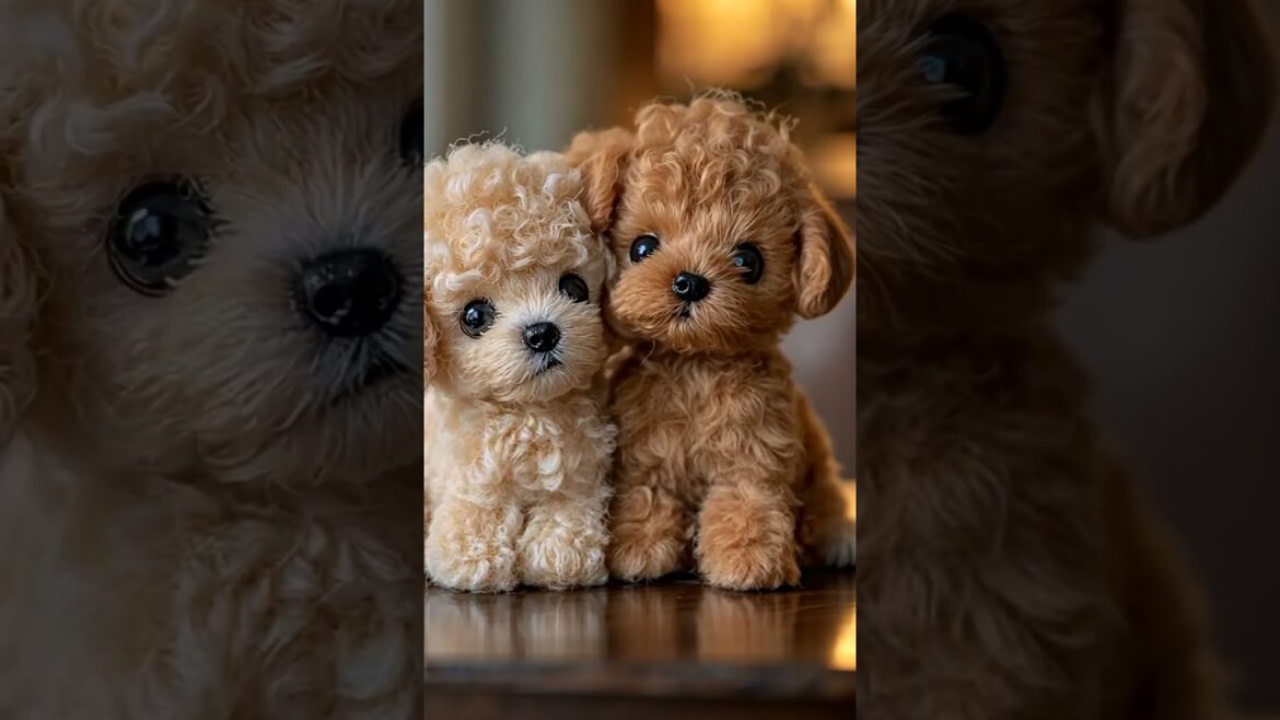 【手乗りトイプードル】ぬいぐるみ！？トイプードル！？ My Pocket Friends 89　#shorts #cute #puppy #toypoodle