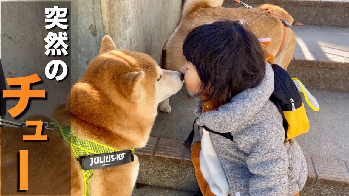 動物園でペンギンに夢中な柴犬、突然１歳児にチューを求められ困惑