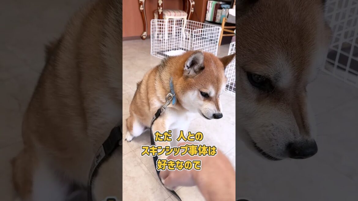 脚先を触られるのがちょっと嫌そうな柴犬さん