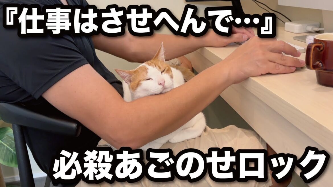 【甘えんぼ猫】あざとすぎる…腕にあごのせして仕事させない猫