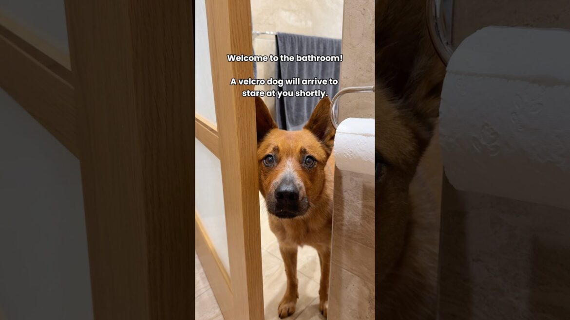 Privacy no longer available. Press 4 to speak to an agent.