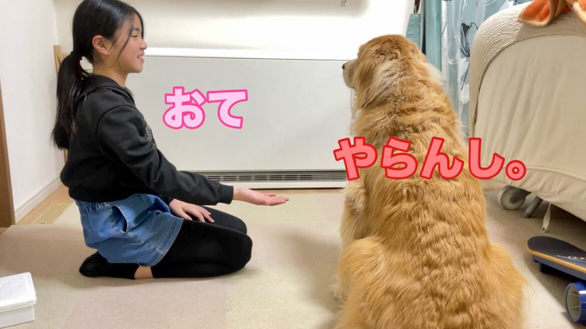 格下娘への対応があからさますぎる大型犬クッキー【ゴールデンレトリバーとミニチュアダックスフンド】