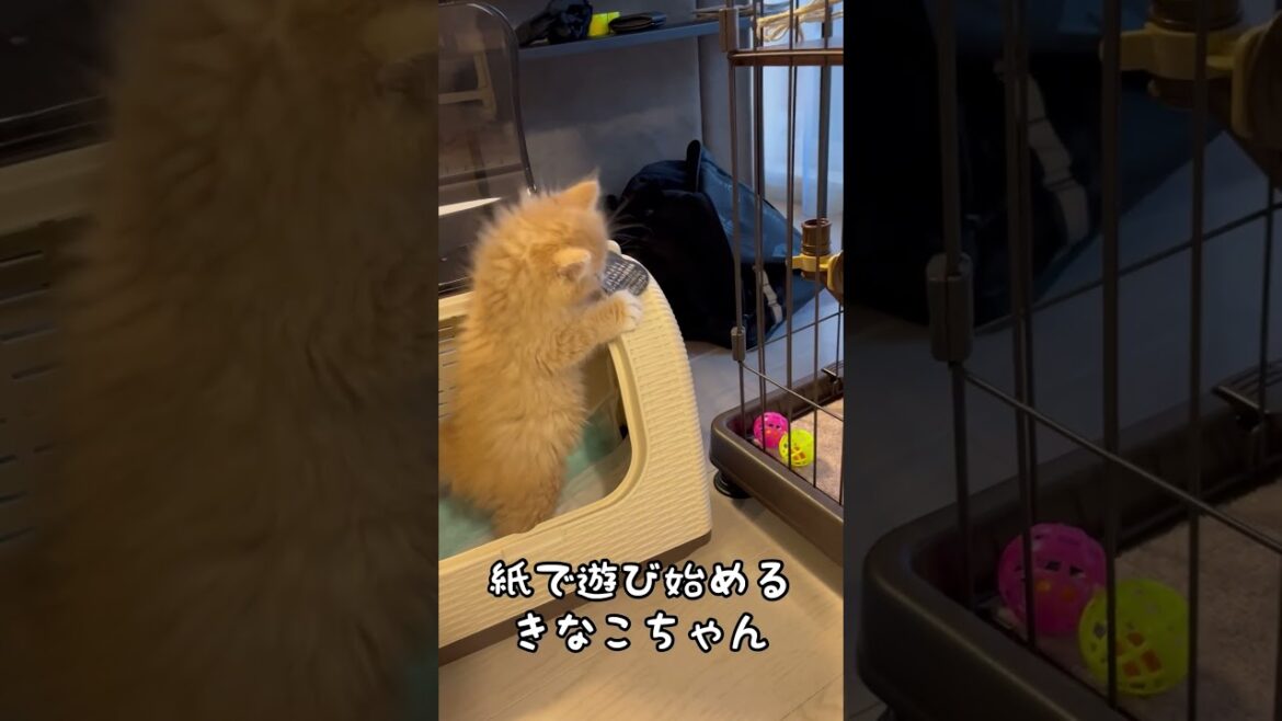 サイベリアンの子猫お出迎え