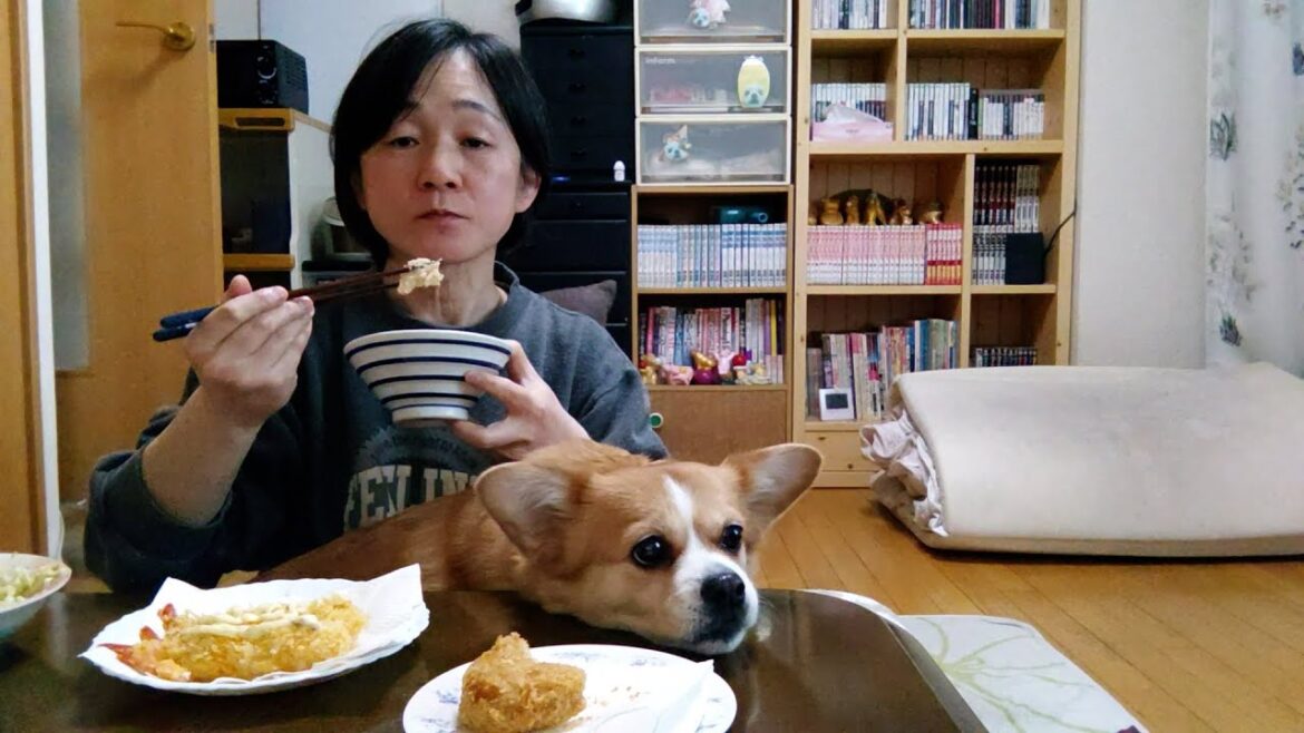 今日のご飯「エビフライとコロッケ」【ちょび】【コーギー×ペキニーズ】