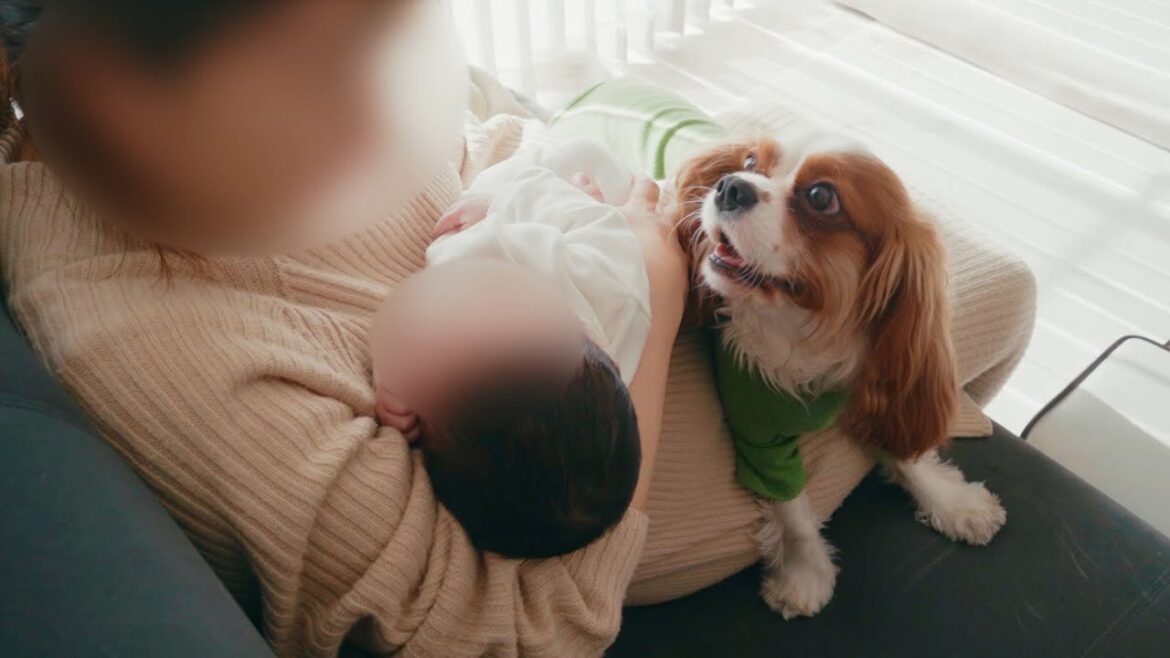 【初対面】赤ちゃんと会ったキャバリア犬の反応が優しすぎた 【初対面】赤ちゃんと会ったキャバリア犬の反応が優しすぎた