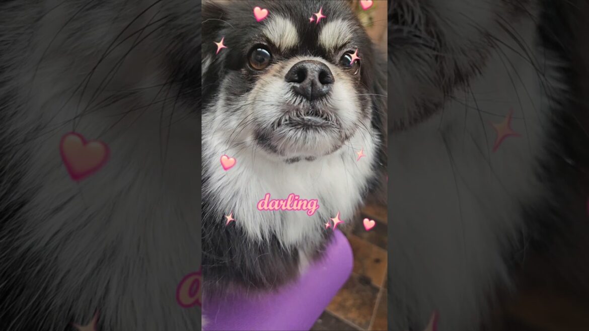 Dog spa, Tibetan Spaniel grooming  #groomer #pets #puppy