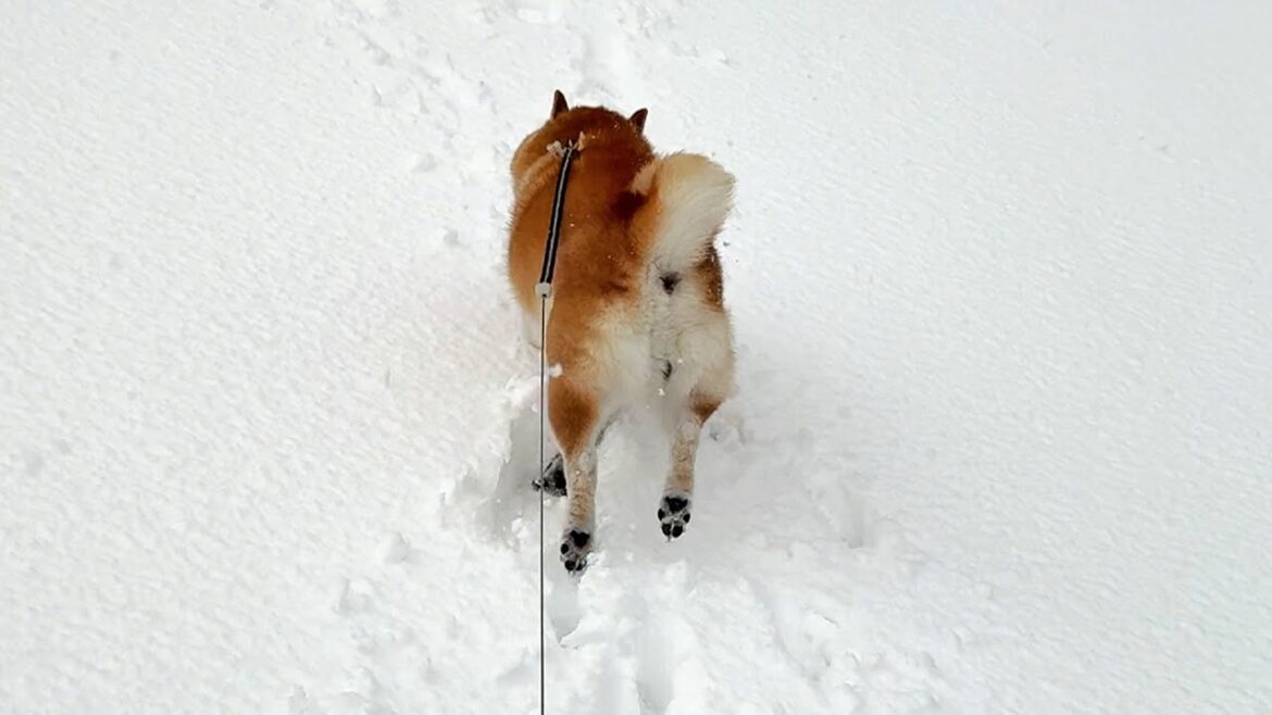 大雪のさんぽに疑問を感じると、付き添いの家族を一瞬で引きはがしフルスピードで帰宅する柴犬