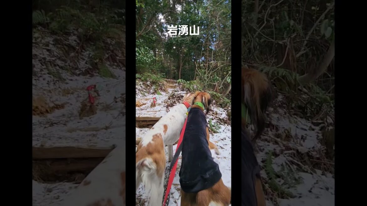 岩湧山に登りました。#サルーキ #犬 #saluki #sighthound #dog#ハイキング犬 #低山 #shorts