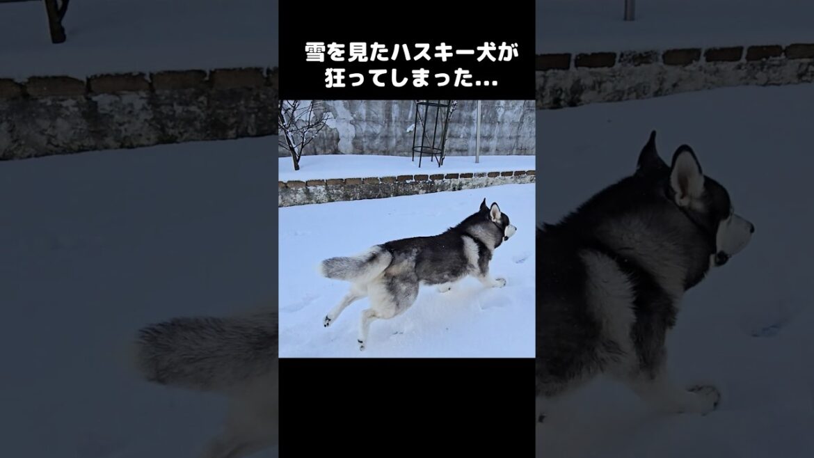 大雪を見たハスキー犬が狂ってこうなった...笑#shorts