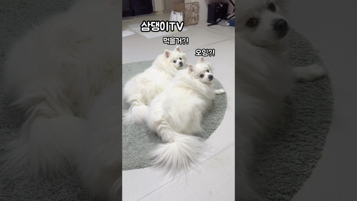 먹을거에 반응 하는 스피츠들 #스피츠 #강아지 #강아지일상 #스피츠일상 #재패니즈스피츠