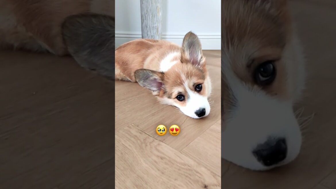 OMG! The Sweetest of My Corgi! 🐶💖 #corgi #puppy #pets #dogs