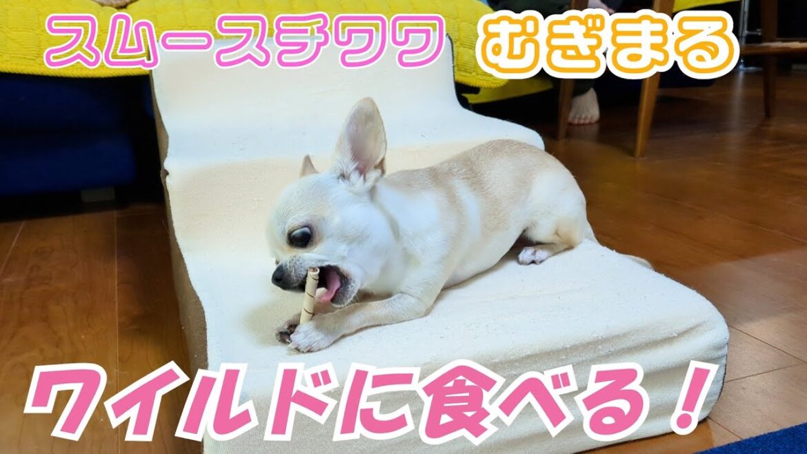 【スムースコート チワワ】上手に持って食べる歯磨きおやつ（#19）